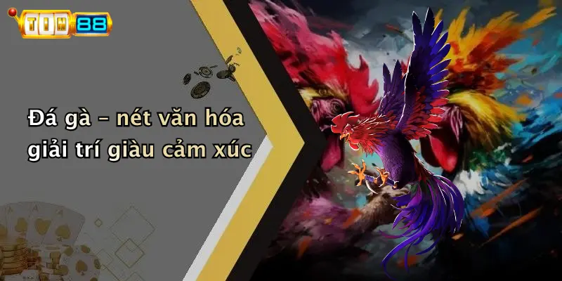 Đá gà – nét văn hóa giải trí giàu cảm xúc